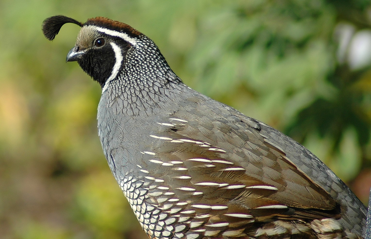 Wooten Hunting Leases